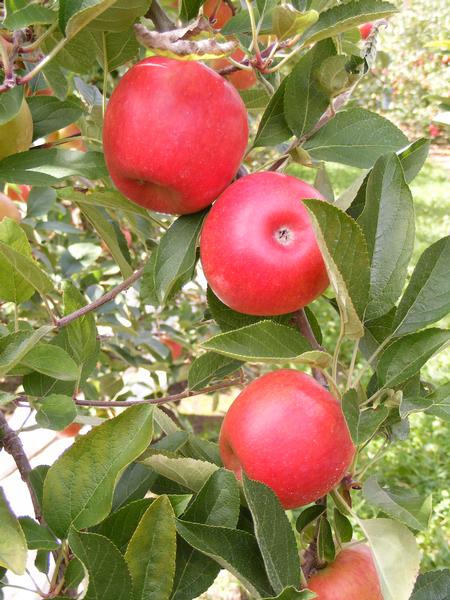 NZ JAZZ apples are nearly ready for harvest